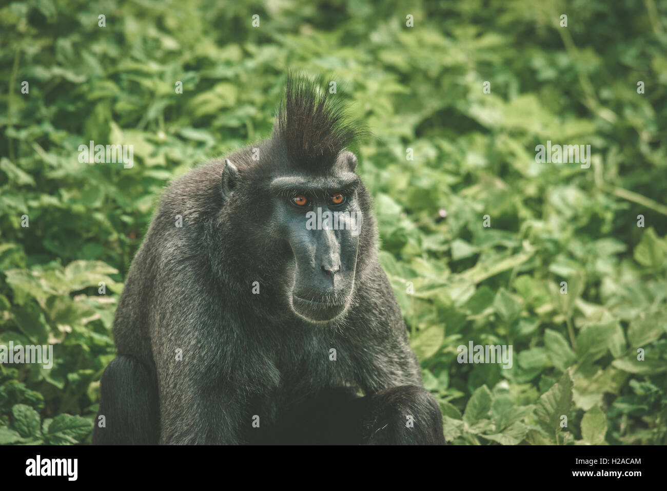 Macaca Nigra monkey seduto in piante verdi in natura Foto Stock