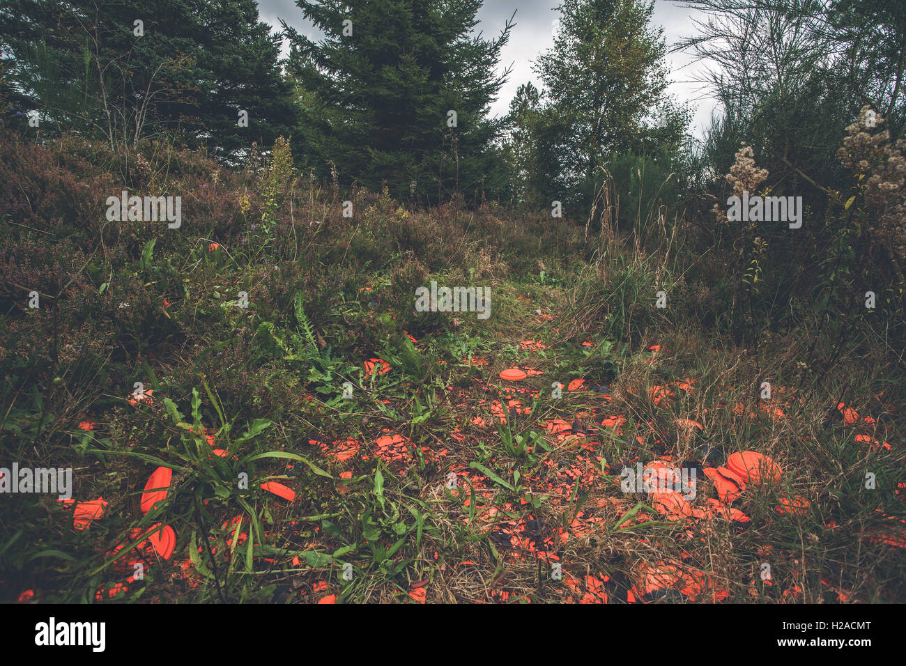 Rotto piccioni di argilla in un poligono di tiro nella natura Foto Stock