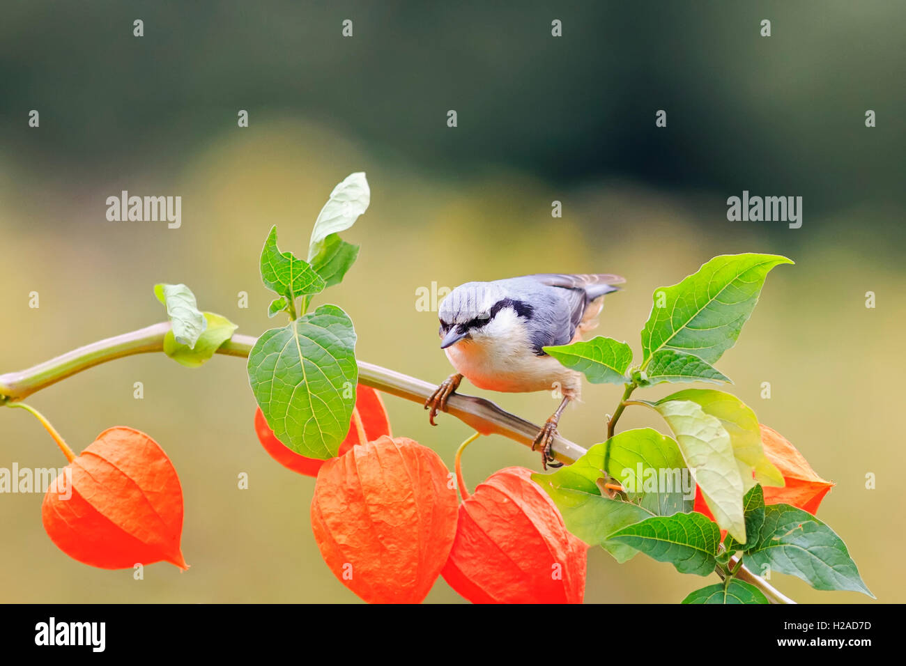 Uccelli selvatici picchio muratore piume la pianta è bella frutti da raccogliere in autunno luminoso mangiare semi Foto Stock