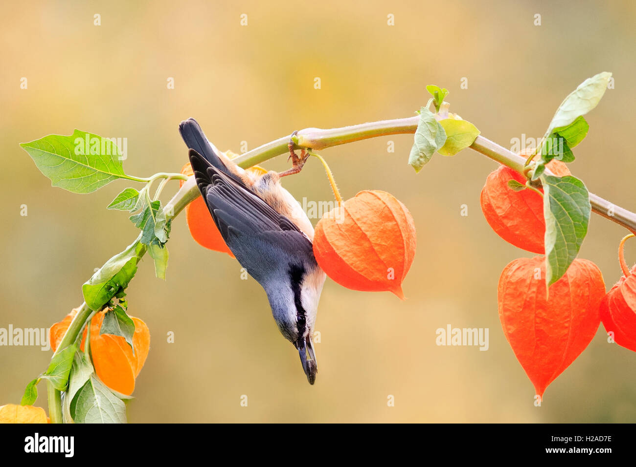 Uccelli selvatici picchio muratore piume la pianta è bella frutti da raccogliere in autunno luminoso mangiare semi Foto Stock