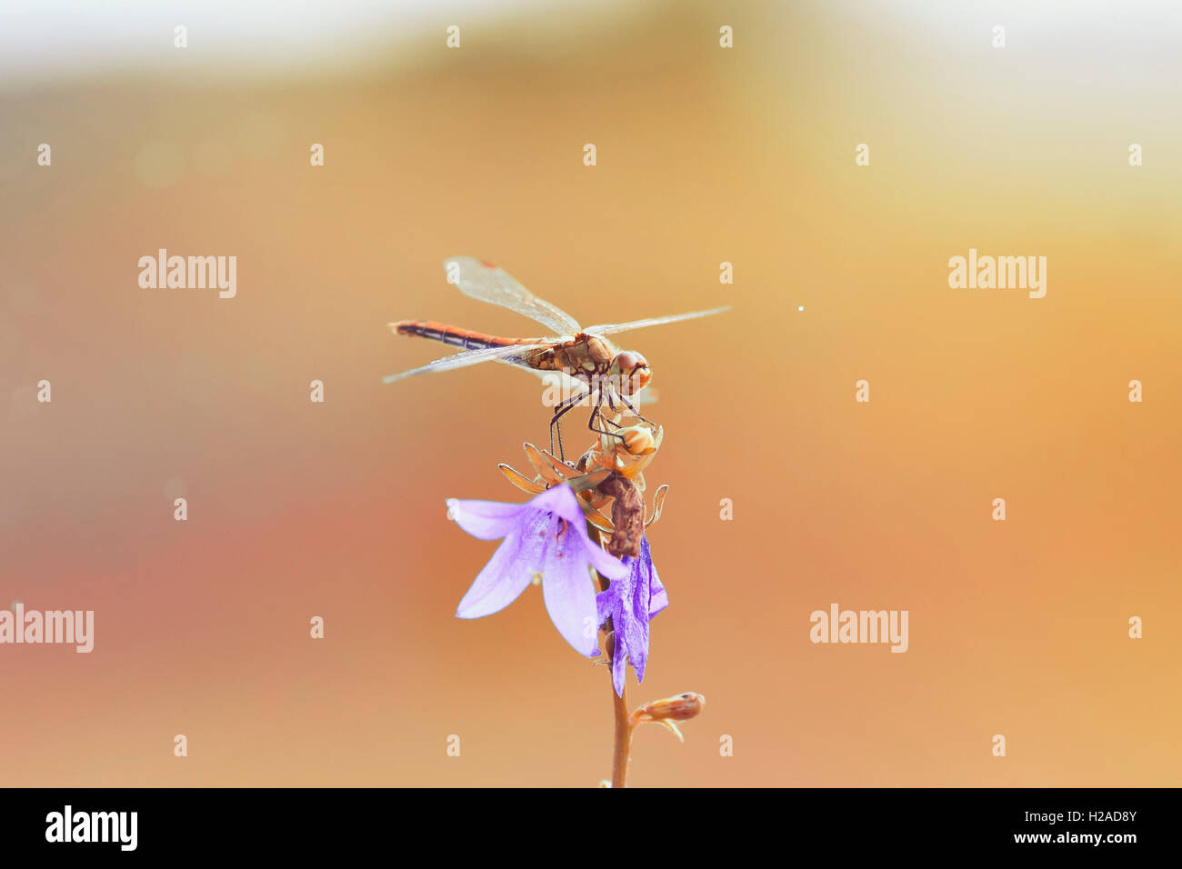 Dragonfly, insetto, erba, prato, estate, soleggiato, seduta, ali, trasparenti, fiori, campane, viola, bella natura, estate, Foto Stock