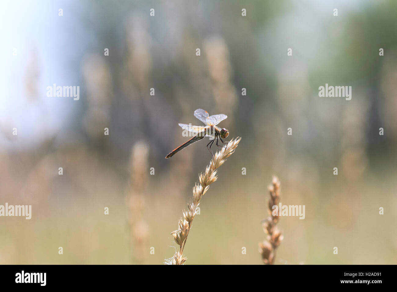 Animali, sfondo, bellezza, nero, bluet, corpo damselfly, doppia, dragonfly, secco, entomologia, volare, caldo, di caccia, di insetto, di vita, Foto Stock
