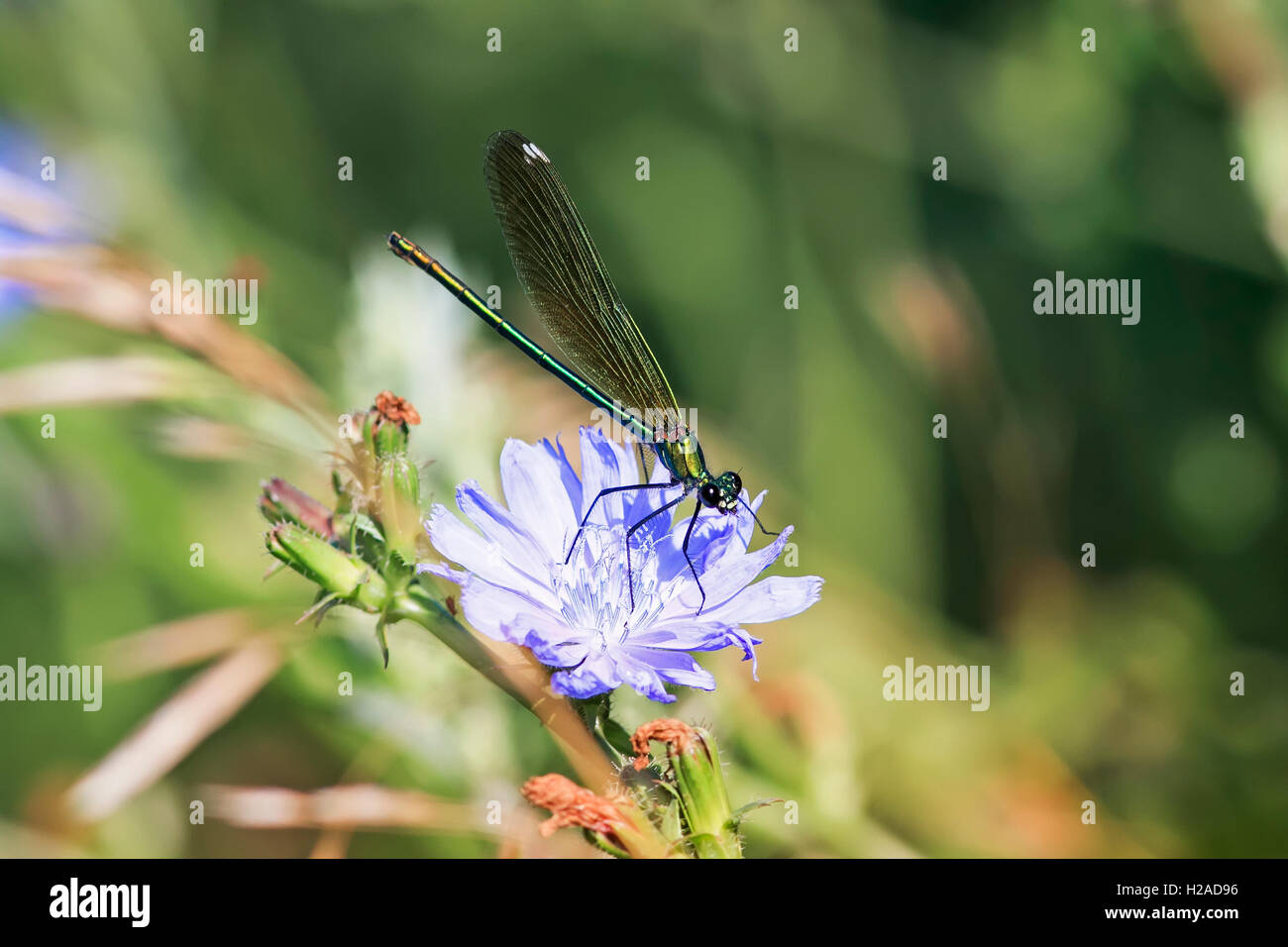 Piccola libellula nero seduto su un blu fiore di cicoria Foto Stock