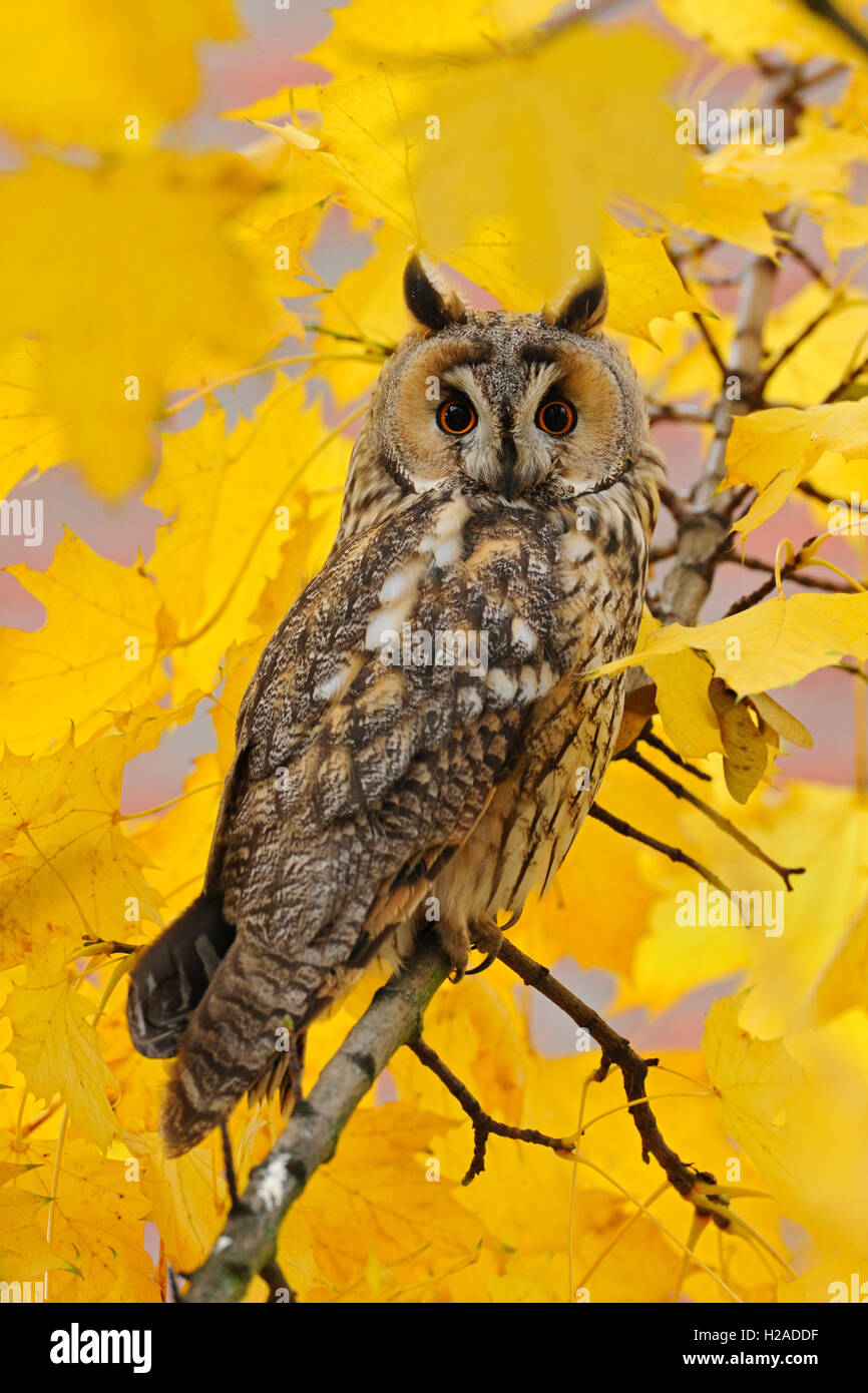 Gufo dalle orecchie lunghe / Waldohreule ( Asio otus ) seduto su un albero circondato da foglie d'acero dorato color autunno, ottobre; fauna selvatica, Europa. Foto Stock