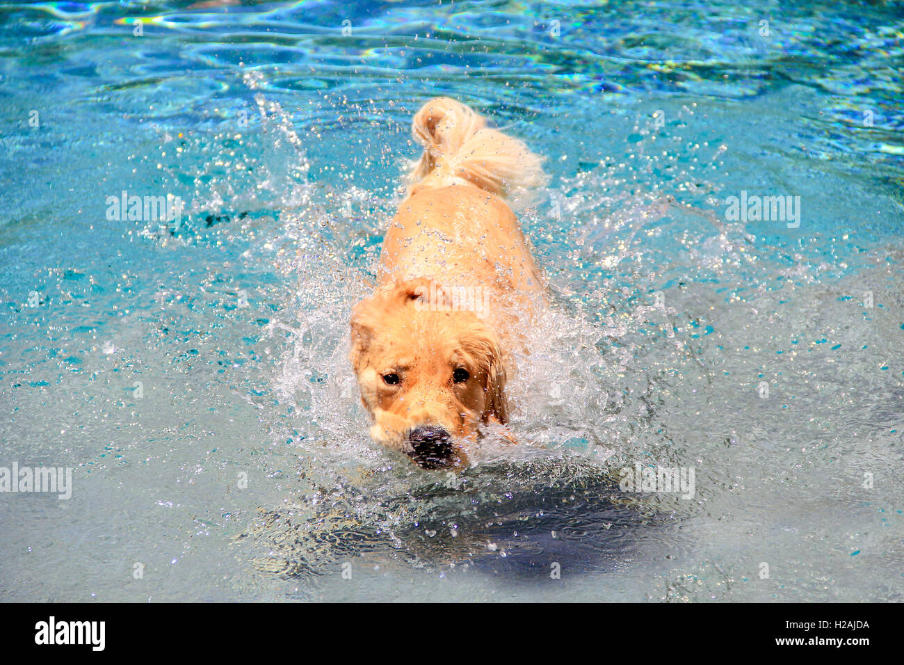 Golden Retriever cucciolo il raffreddamento in una piscina Foto Stock