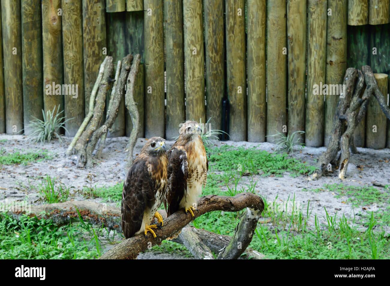 Due bellissime red tailed hawks seduto su un ramo. Foto Stock