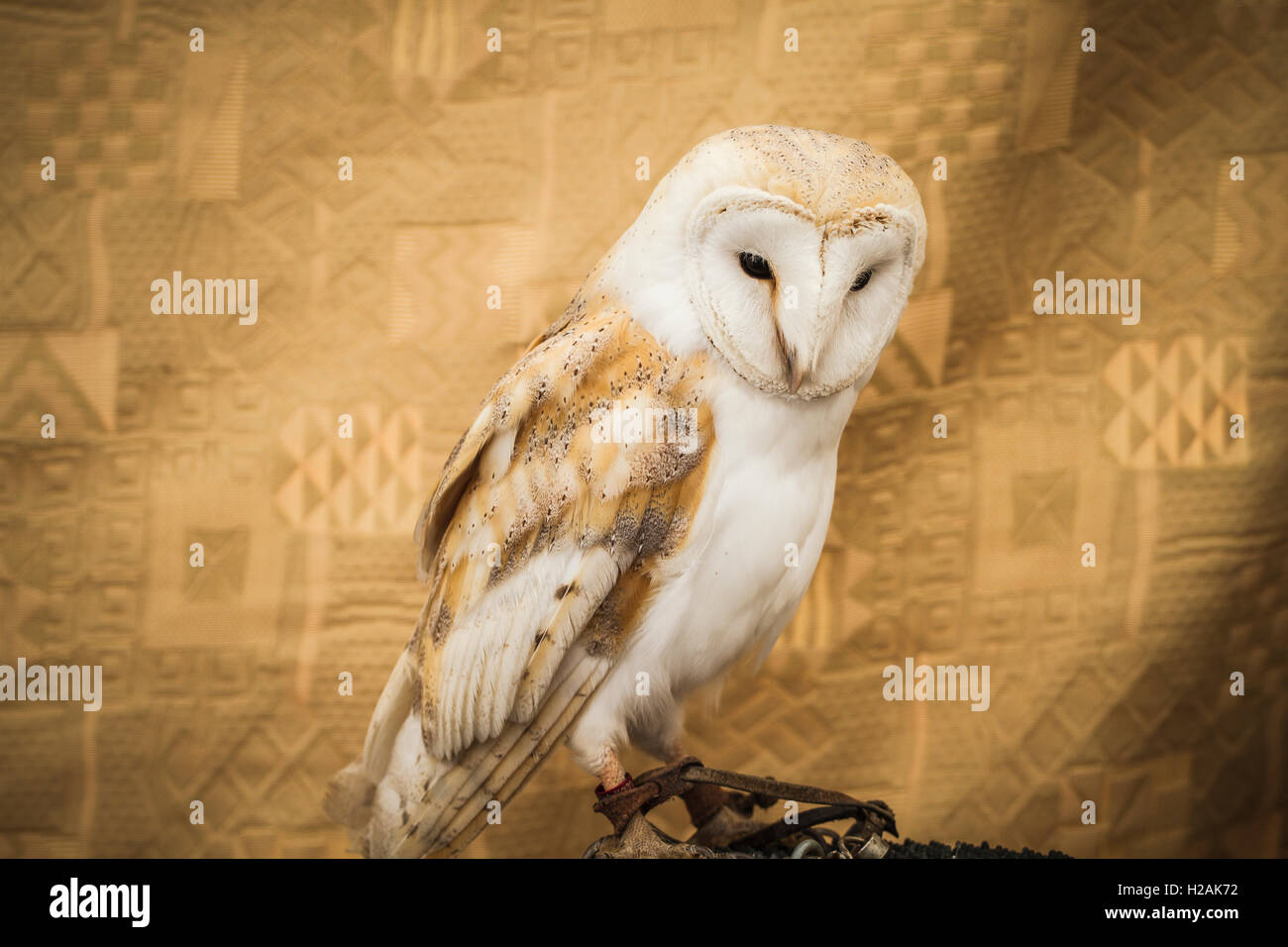 Il gufo ritratto, il gufo reale, il concetto della fauna selvatica Foto Stock
