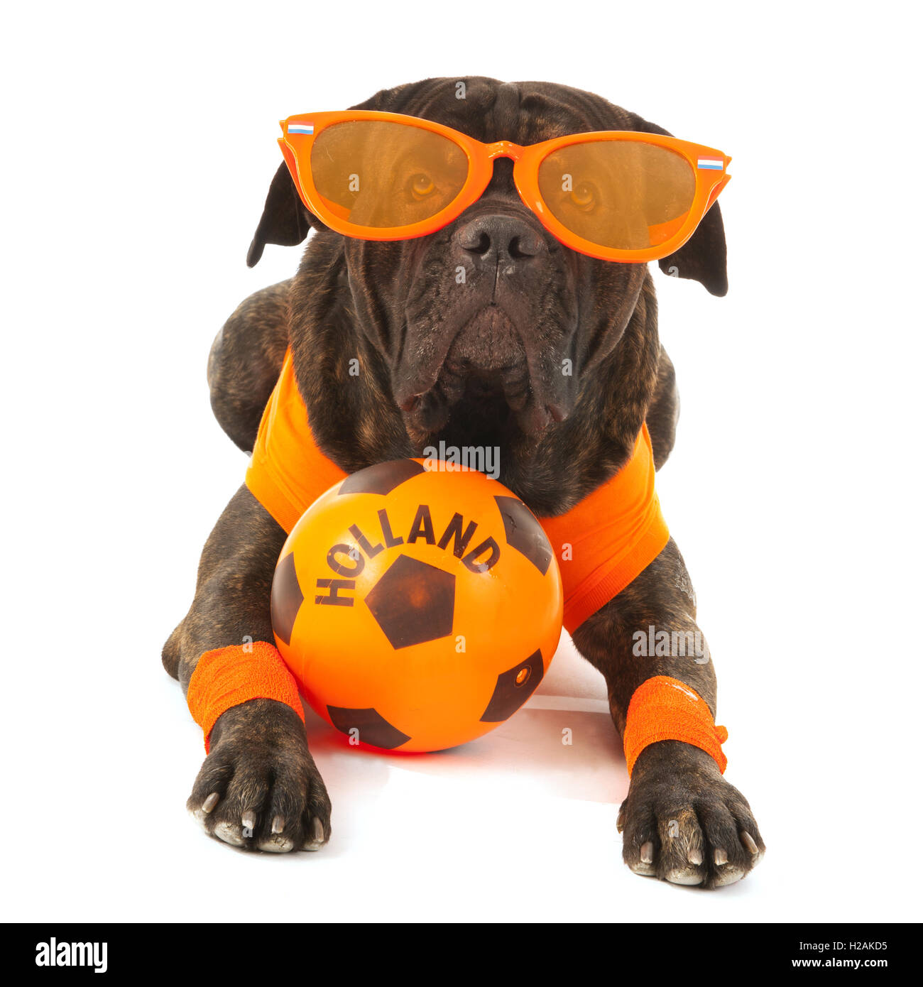 Cane come il calcio olandese sostenitore Foto Stock