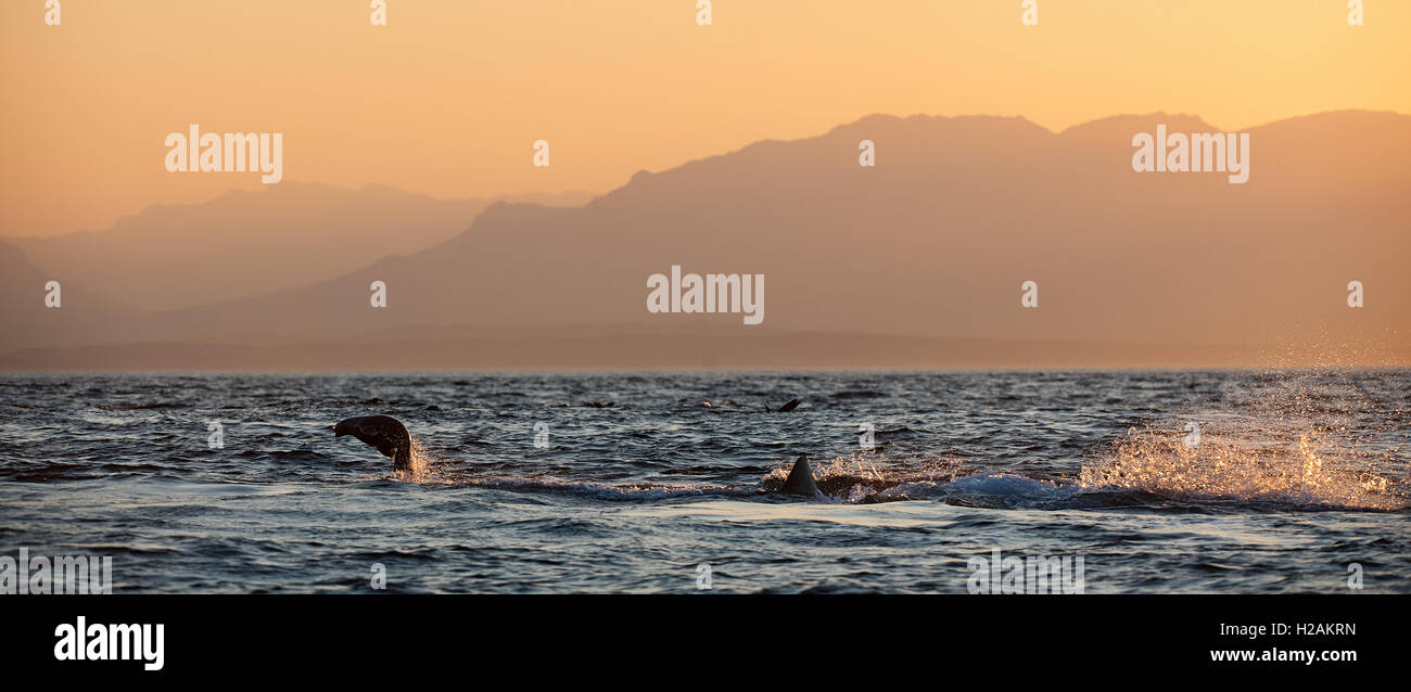 Il grande squalo bianco (Carcharodon carcharias) attacco Foto Stock