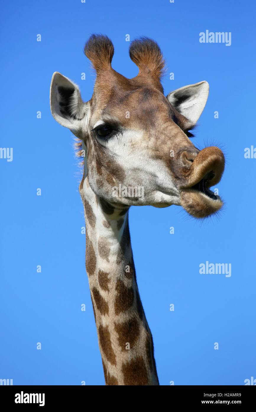 La giraffa divertente parlare Foto Stock