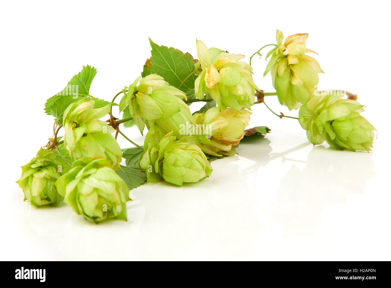 Fioritura hop con foglie su sfondo bianco Foto Stock