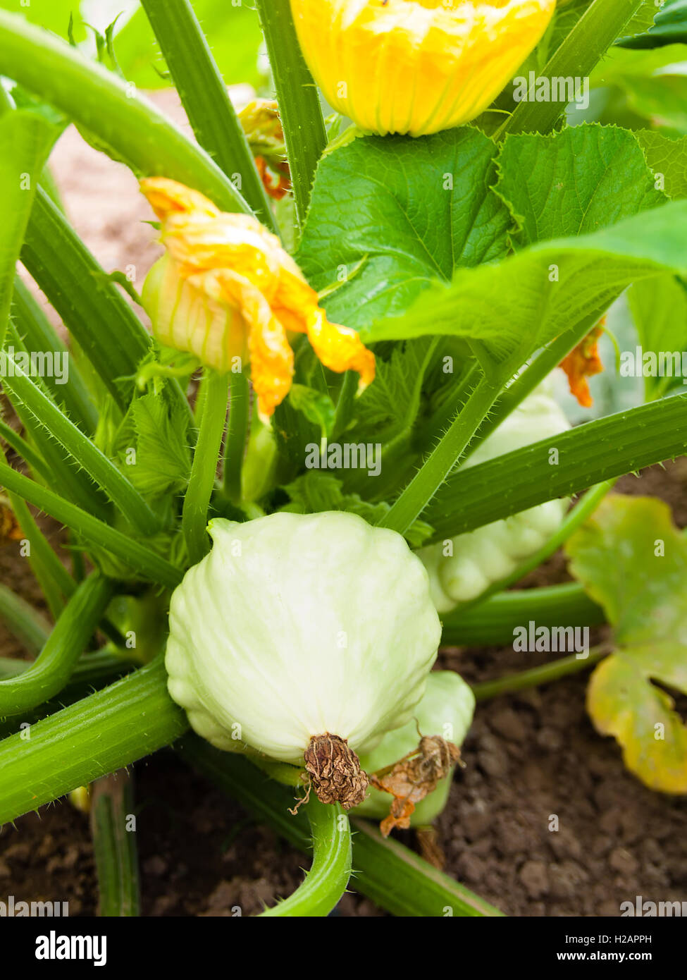 Pattypan squash cresce su letto di verdure. Crema pasticcera di midollo osseo - Un pla Foto Stock