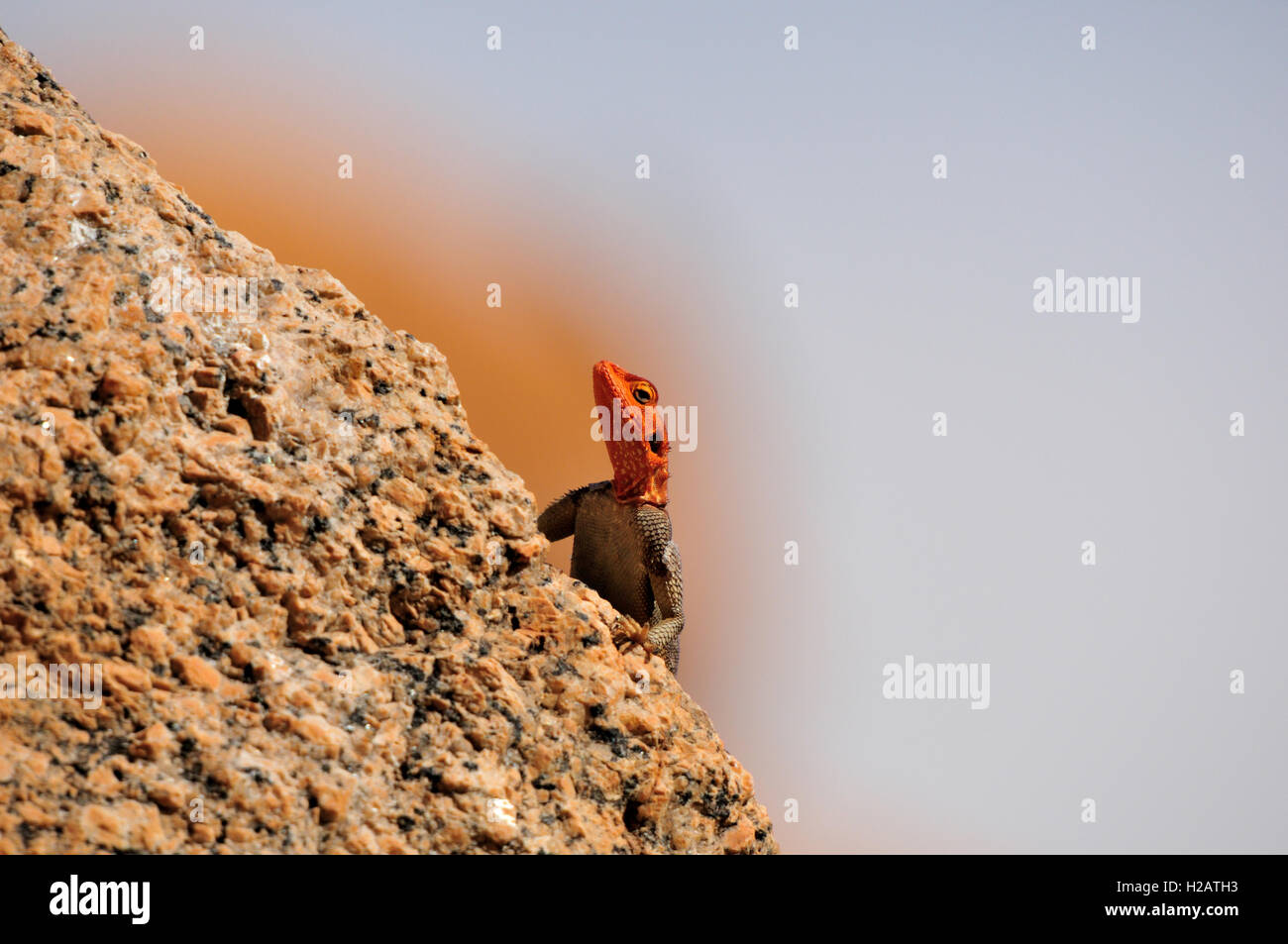Roccia namibiano AGAMA SA Foto Stock