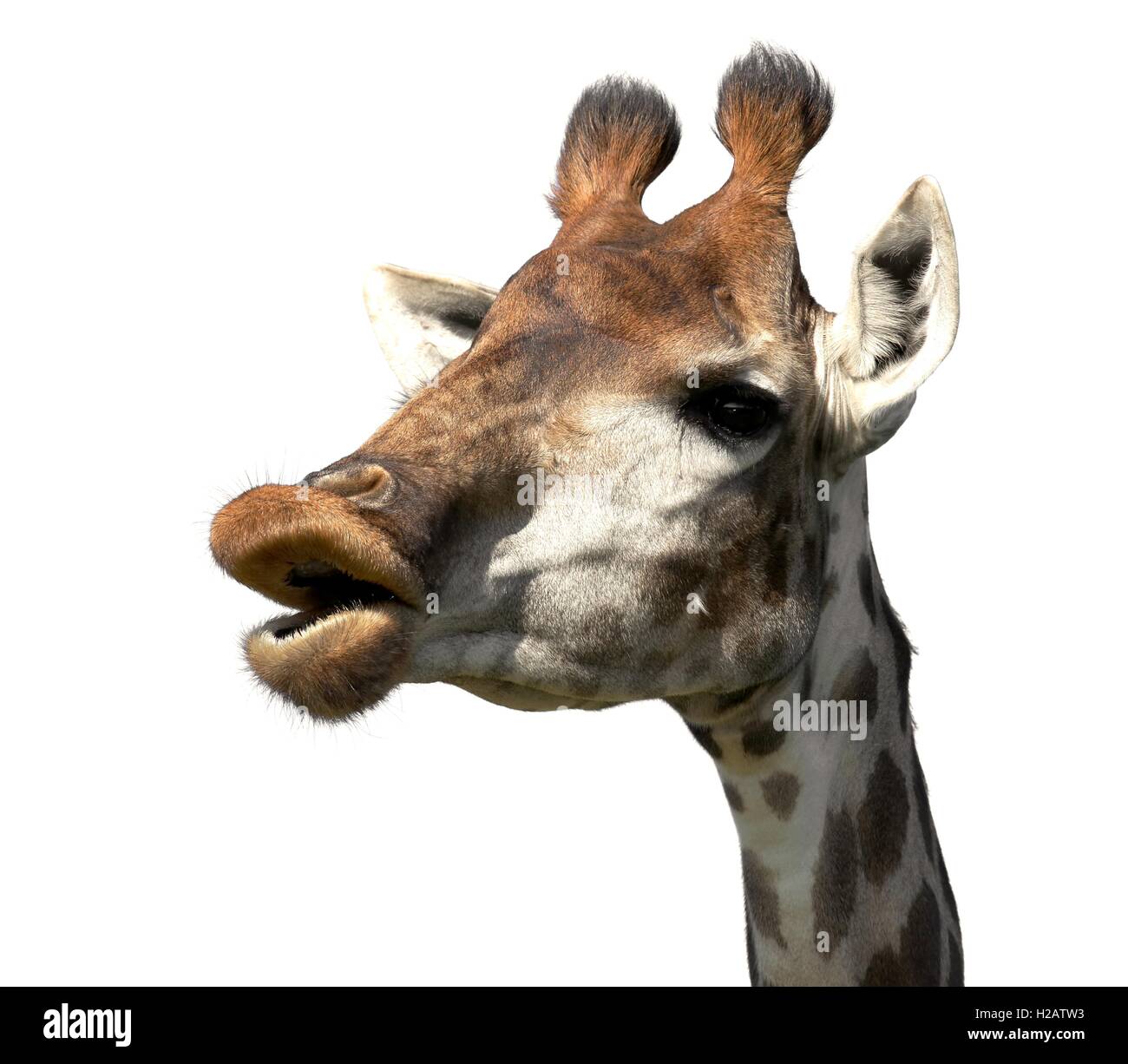La giraffa divertente volto Foto Stock
