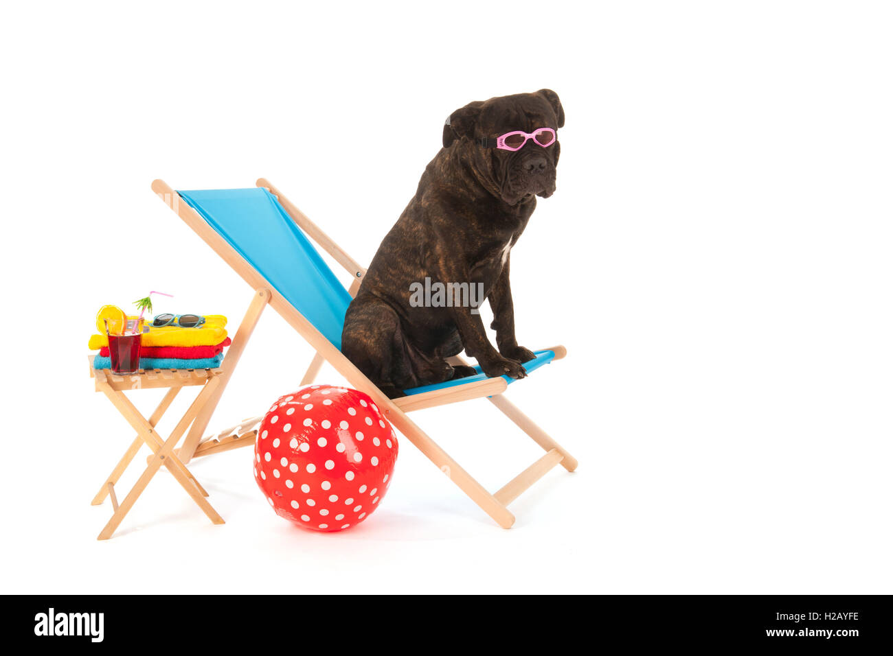 Cane in spiaggia Foto Stock