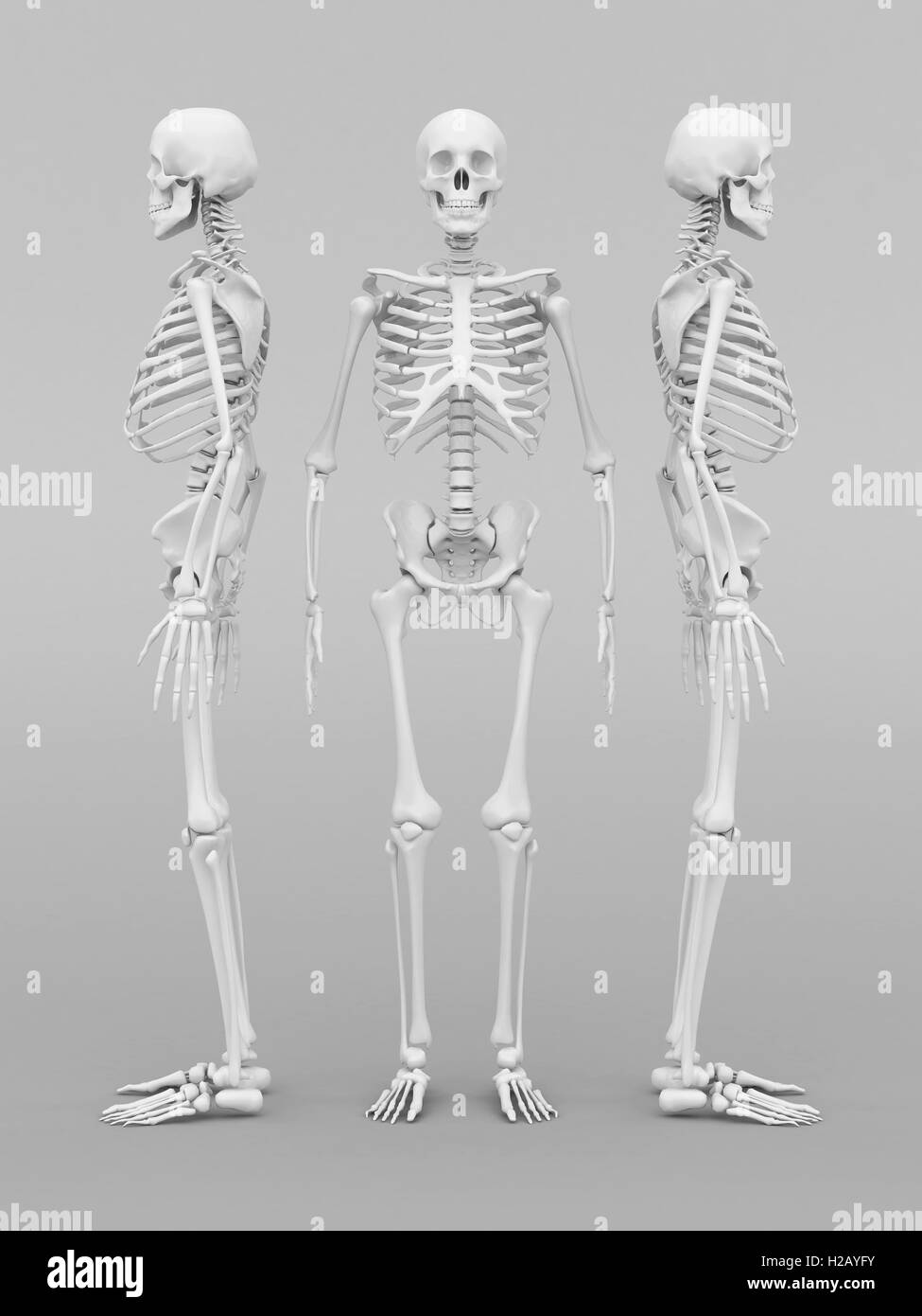 modello di scheletro Foto Stock