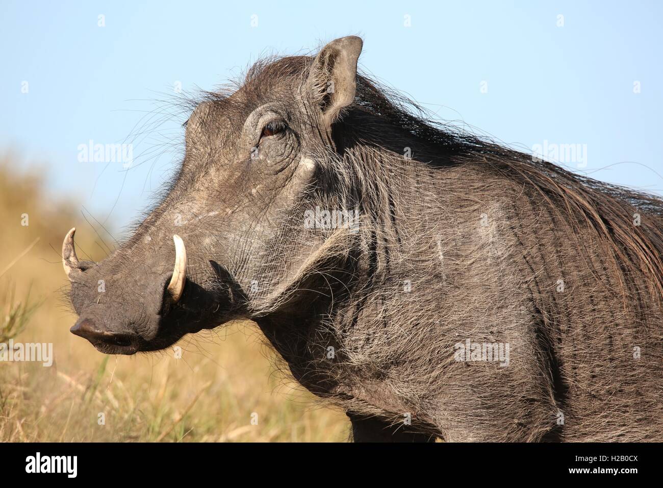 Animale di facocero Foto Stock