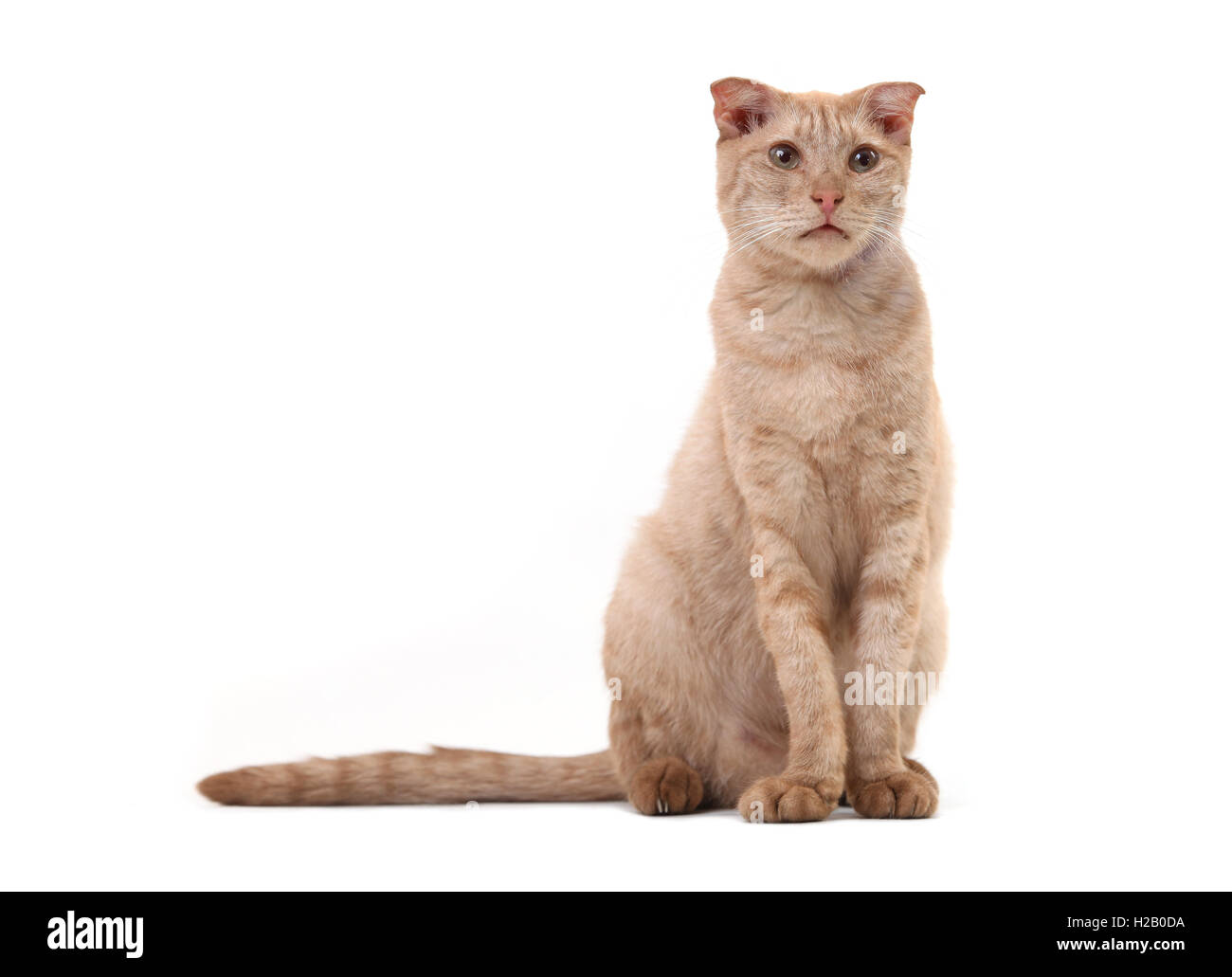A pelo corto gatto su sfondo bianco Foto Stock