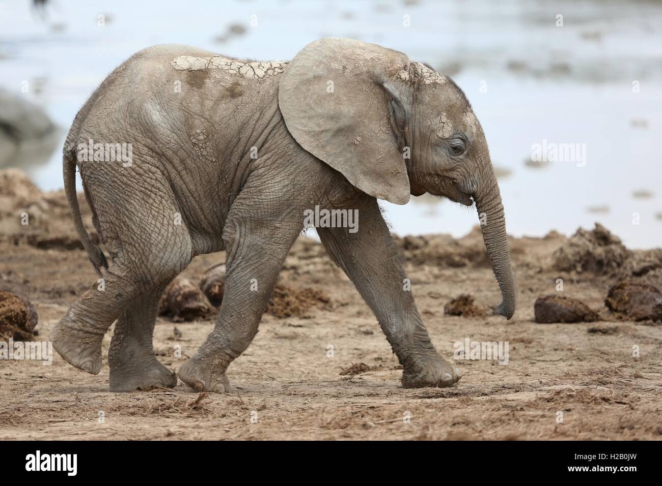 Baby Elefante africano Foto Stock