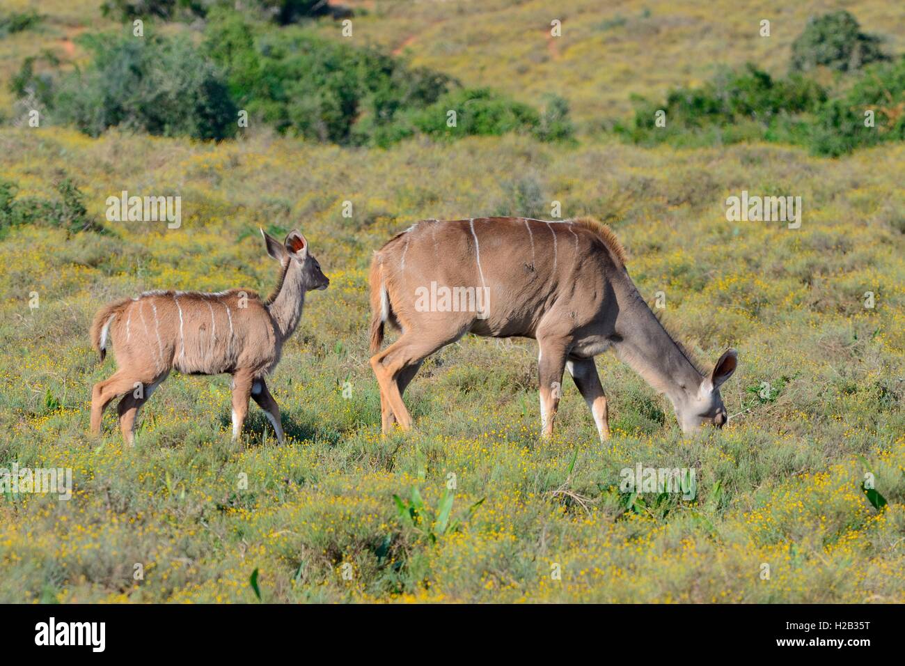 Maggiore kudus (Tragelaphus strepsiceros), giovani Seguendo sua madre al pascolo, Parco Nazionale di Addo, Sud Africa e Africa Foto Stock