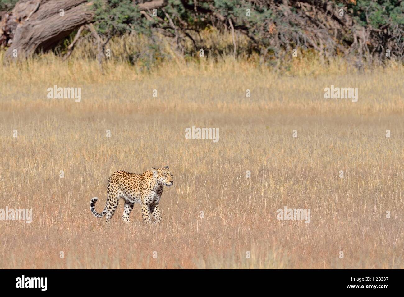 Leopard (Panthera pardus), passeggiate in erba alta Kgalagadi Parco transfrontaliero, Northern Cape, Sud Africa e Africa Foto Stock