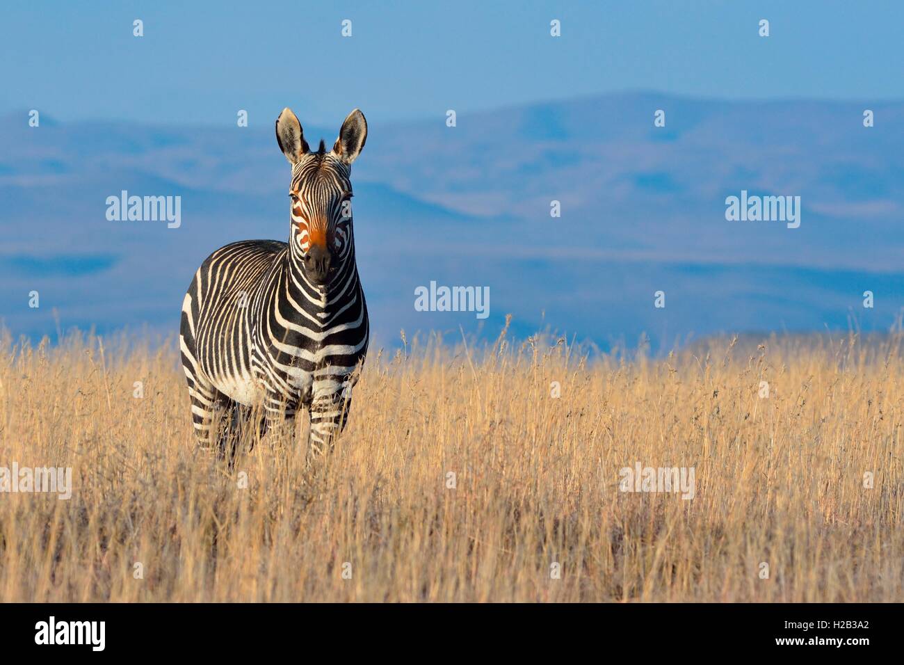 Cape Mountain Zebra (Equus zebra zebra), stando in erba secca, Mountain Zebra National Park, Capo orientale, Sud Africa e Africa Foto Stock