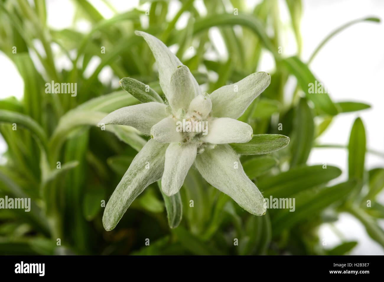 Edelweiss isolati su sfondo bianco Foto Stock