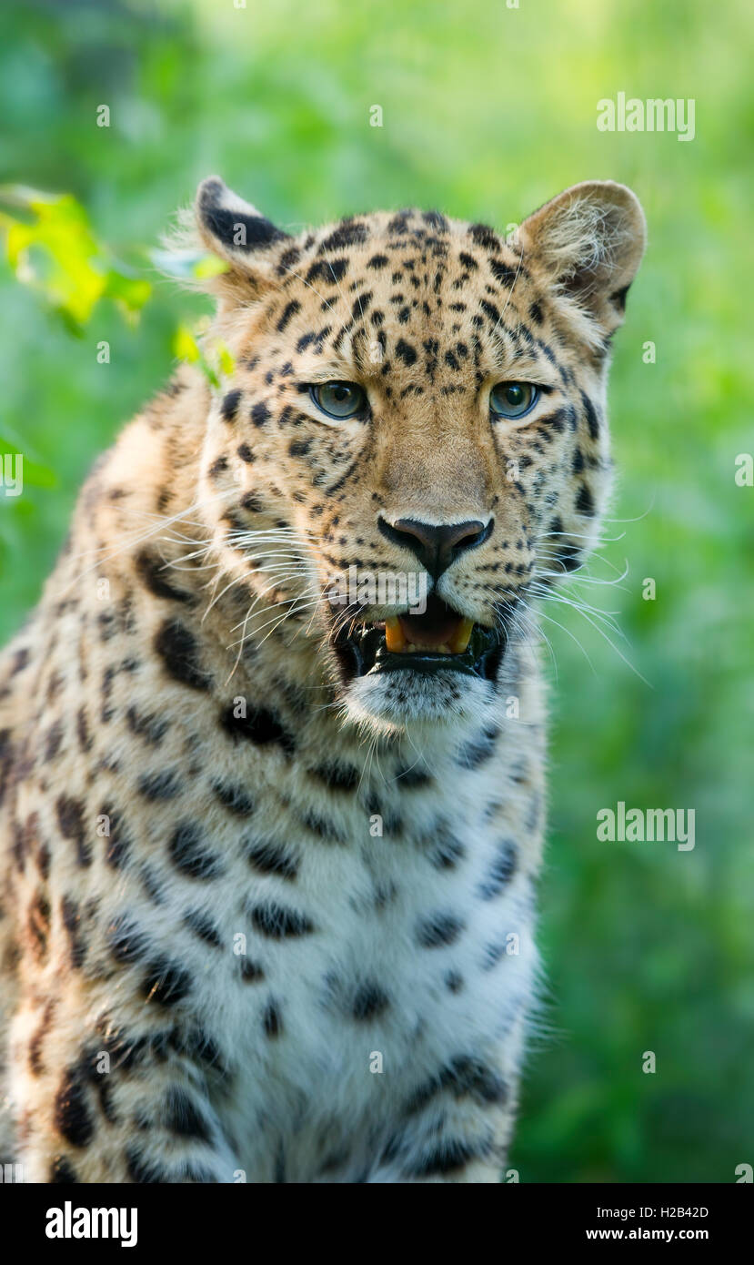 Far Eastern o Amur leopard (Panthera pardus orientalis), ritratto, captive, Germania Foto Stock