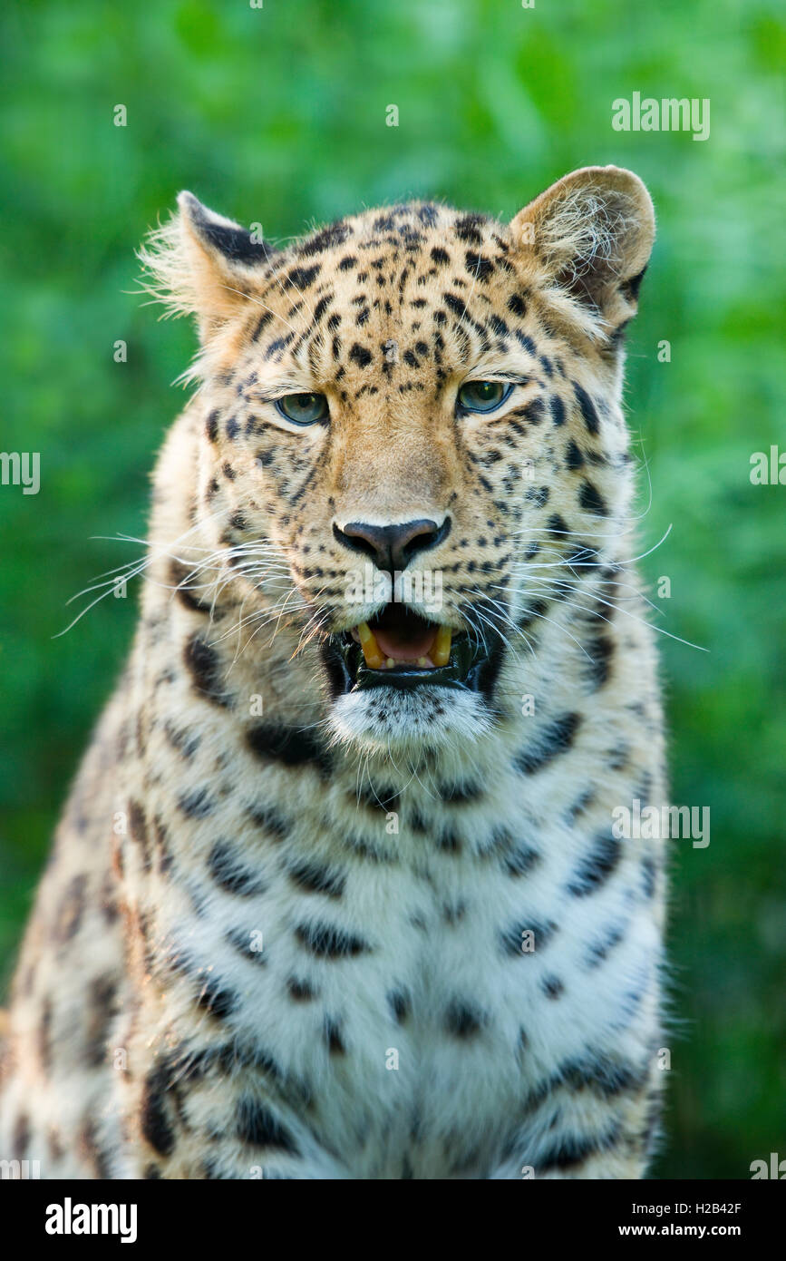 Far Eastern o Amur leopard (Panthera pardus orientalis), ritratto, captive, Germania Foto Stock