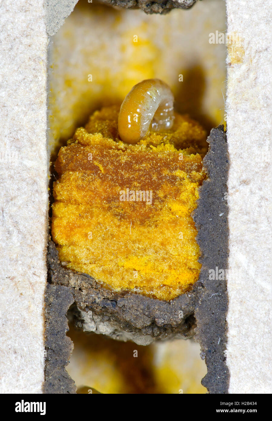 Larven der Gehörnten Mauerbiene (Osmia cornuta) fressen einen Pollen-Nektarbrei (Pollenbrot) in Brutzellen mit Trennwänden aus L Foto Stock