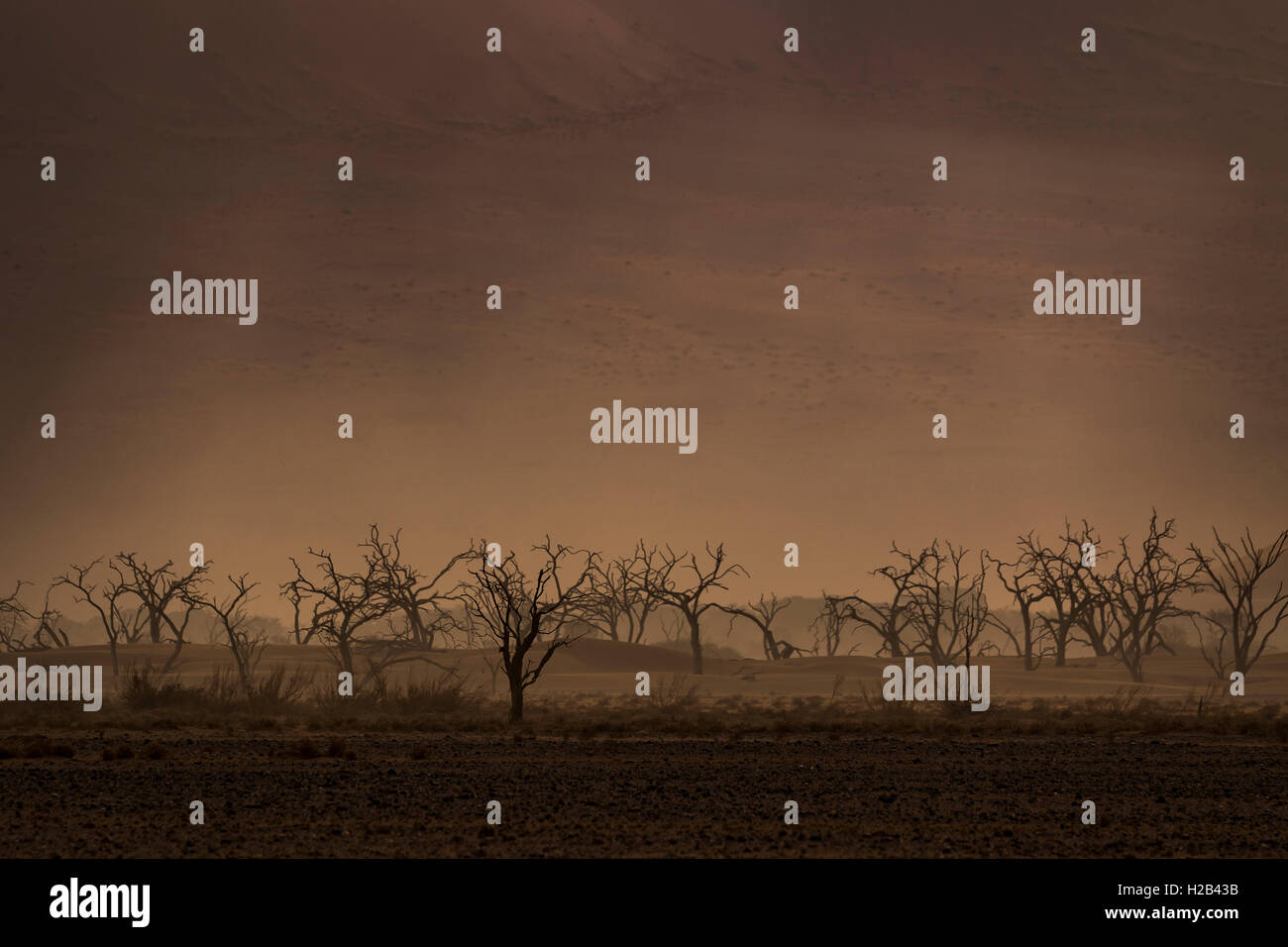 Sossusvlei capitolo Gebiet, Namibwüste, Namibia | Area Sossusvlei, Namib Desert, Namibia Foto Stock