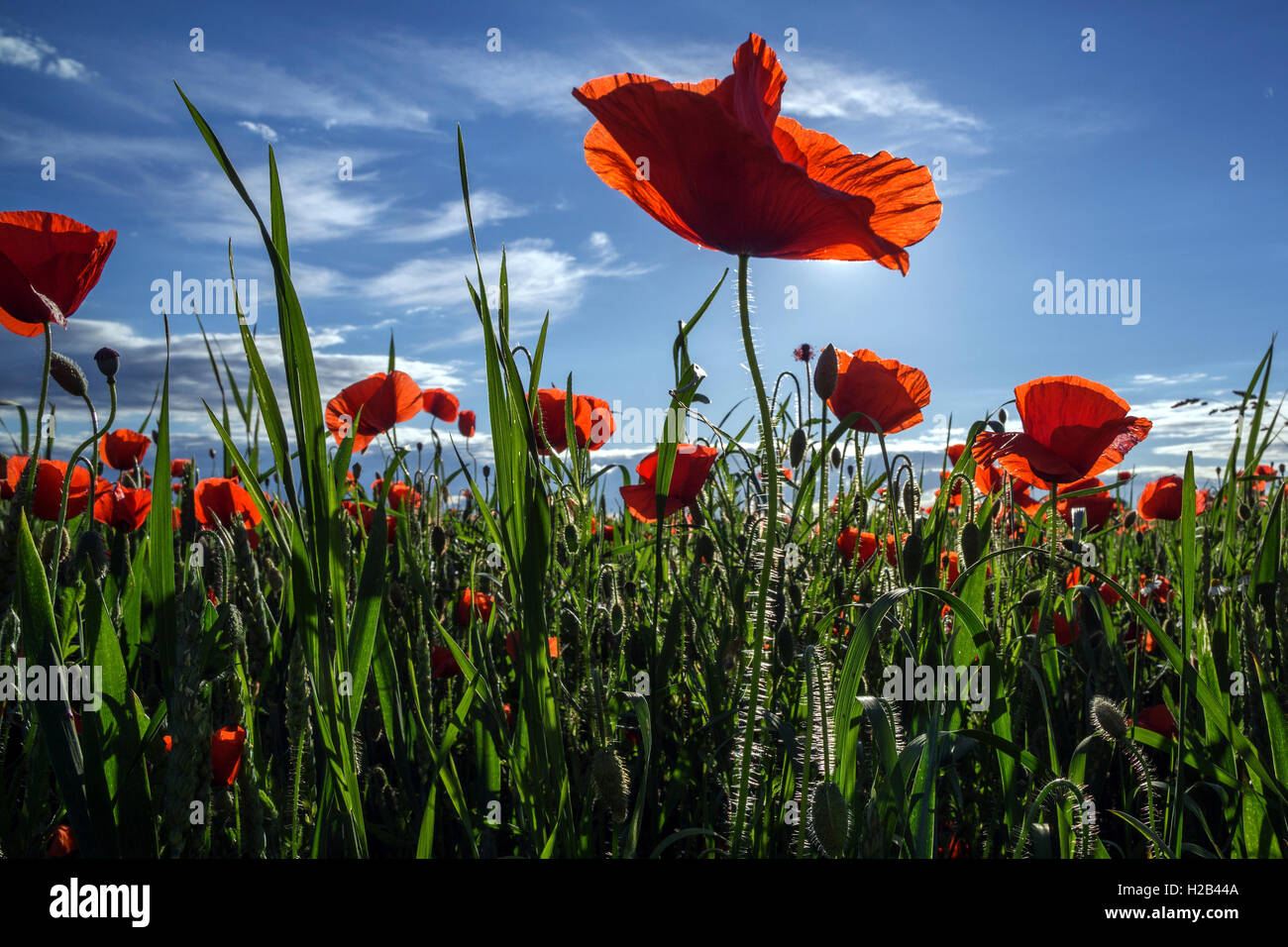 Campo di papavero, comune di papavero (Papaver rhoeas) in controluce, worm's eye, Baden-Württemberg, Germania Foto Stock