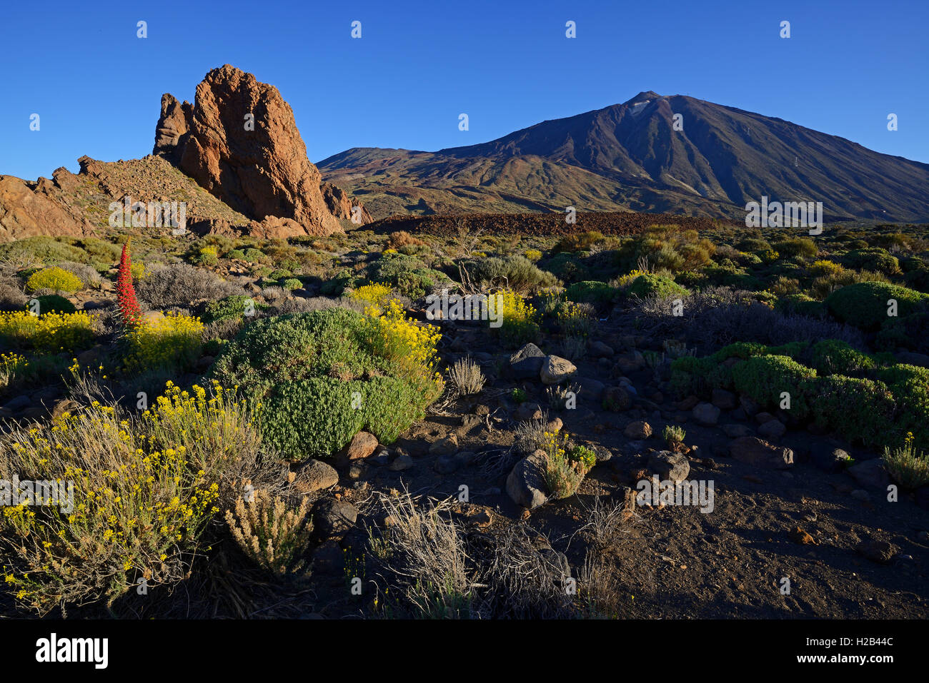 Formazione di roccia, Roques de Garcia, il Monte Teide, Las Canadas, sunrise, Tenerife bugloss (Echium wildpretii), fiori di colore rosso Foto Stock
