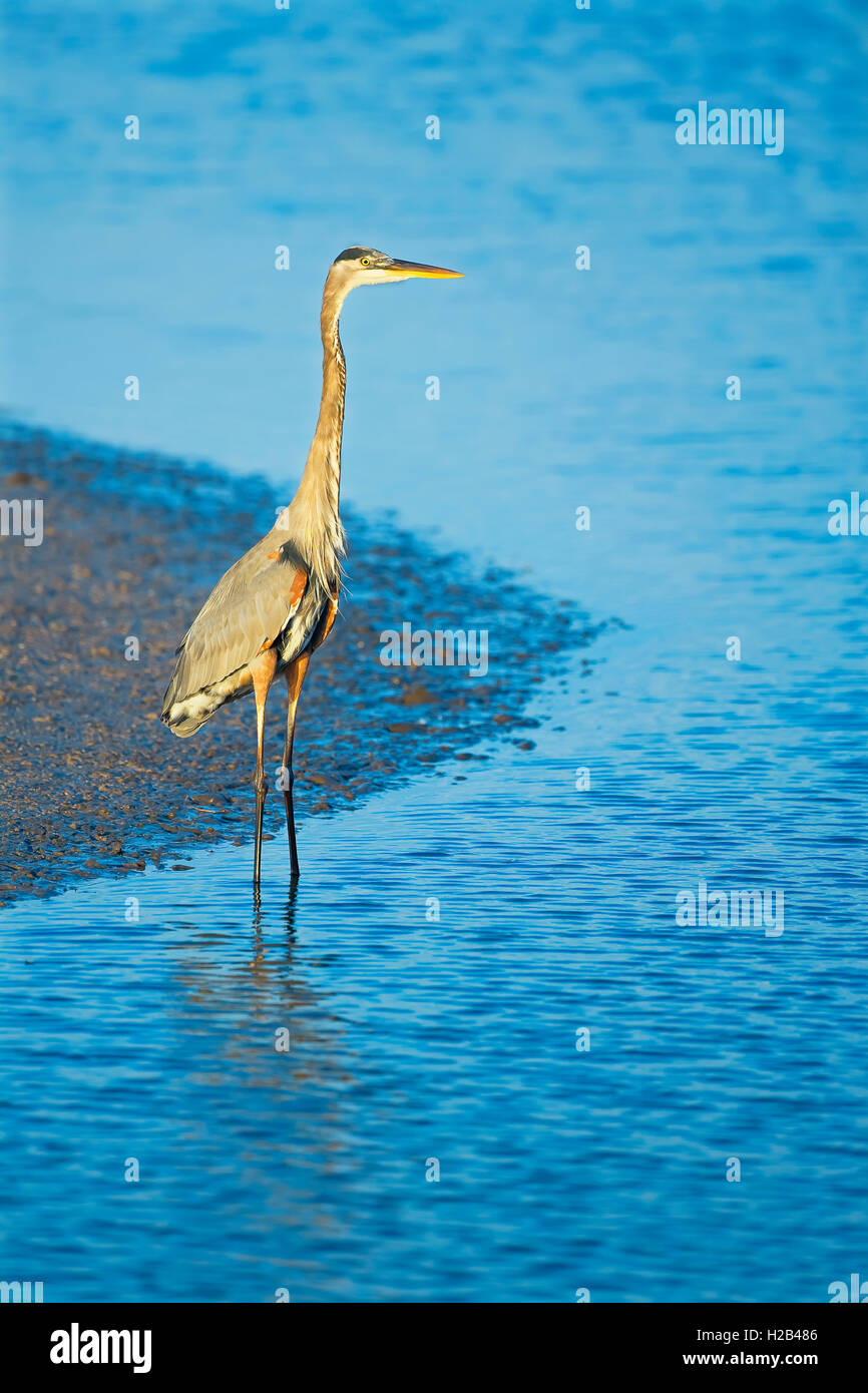 Airone blu (Ardea erodiade) in piedi in acqua, Sanibel Island, GV Ding Darling National Wildlife Refuge, Florida, Stati Uniti d'America Foto Stock