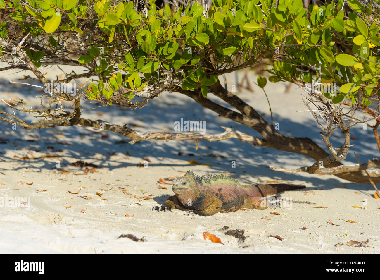 Galápagos marine iguana (Amblyrhynchus cristatus) seduto sotto la boccola sulla spiaggia, a prendere il sole, Tortuga Bay, Isola di Santa Cruz Foto Stock