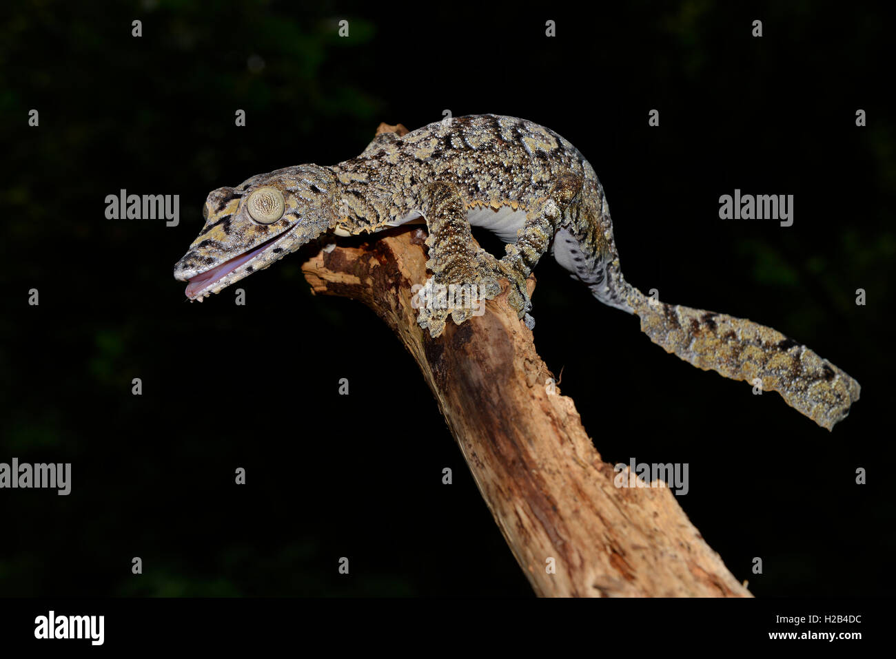 Foglia-tailed gecko (Uroplatus giganteus), foresta pluviale, Ambra Mountain National Park, Nord del Madagascar Foto Stock