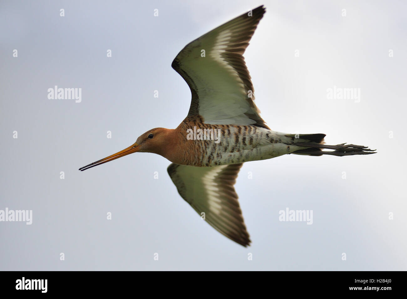 Ausgewachsene Uferschnepfe (Limosa limosa) im fliegend Prachtkleid, Texel, Provinz Nordholland, Olanda, Niederlande, Europa Foto Stock