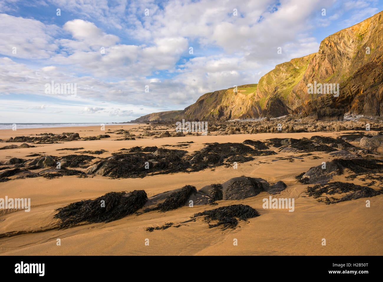 Spiaggia Sandymouth sulla North Cornwall costa vicino a Bude. In Inghilterra. Foto Stock