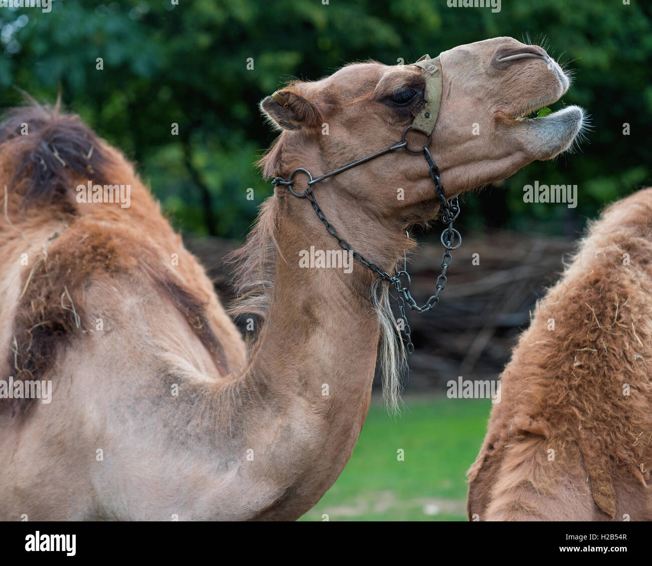 Cammello ritratto animale Foto Stock