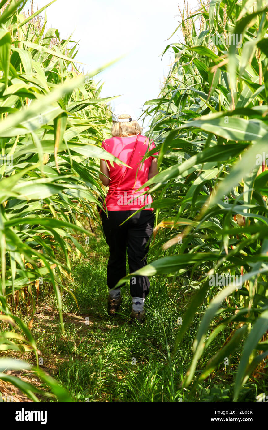Una donna a piedi attraverso un campo di molto alto di piante di mais Foto Stock