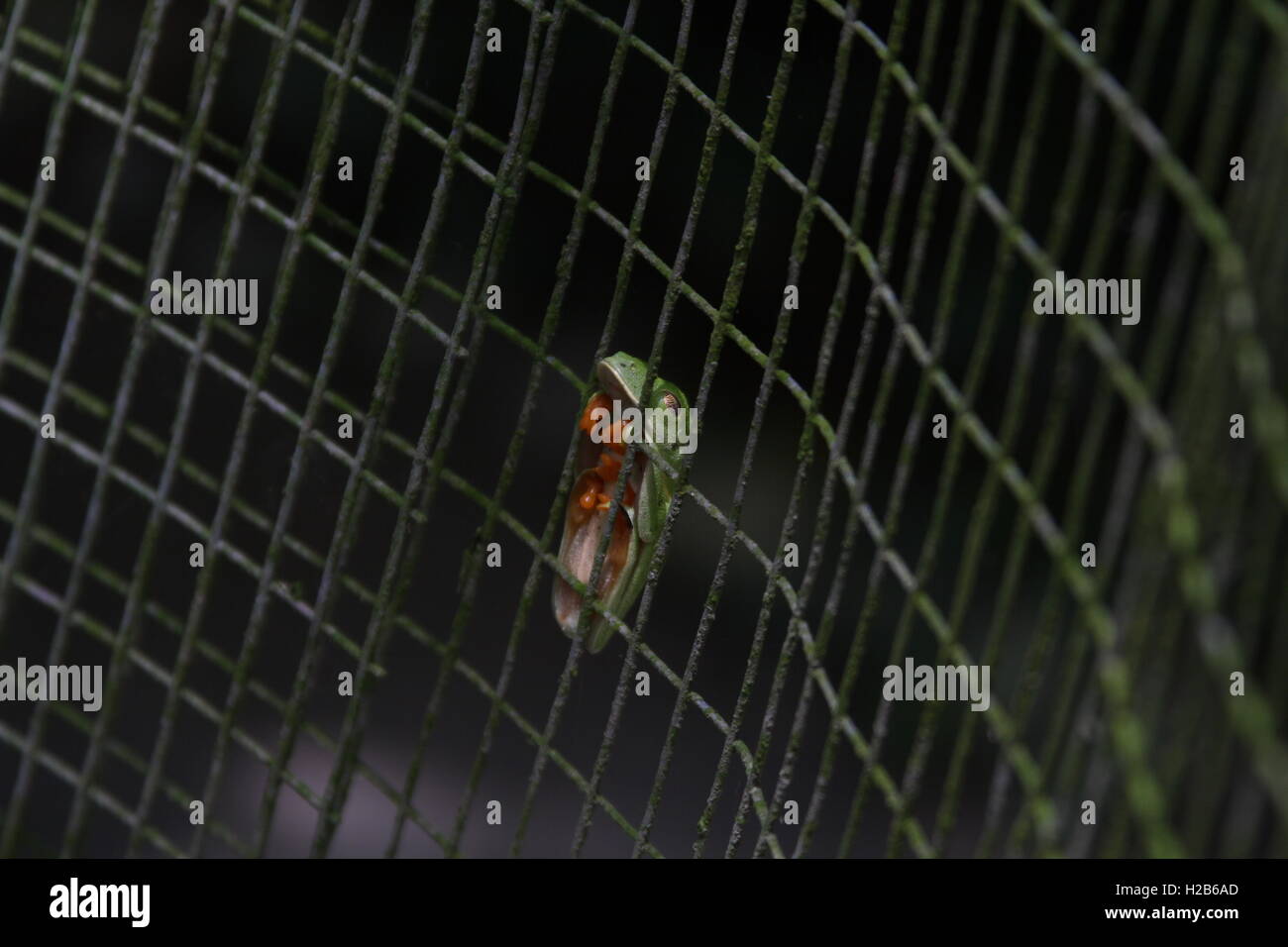 Sleeping red eye raganella Foto Stock