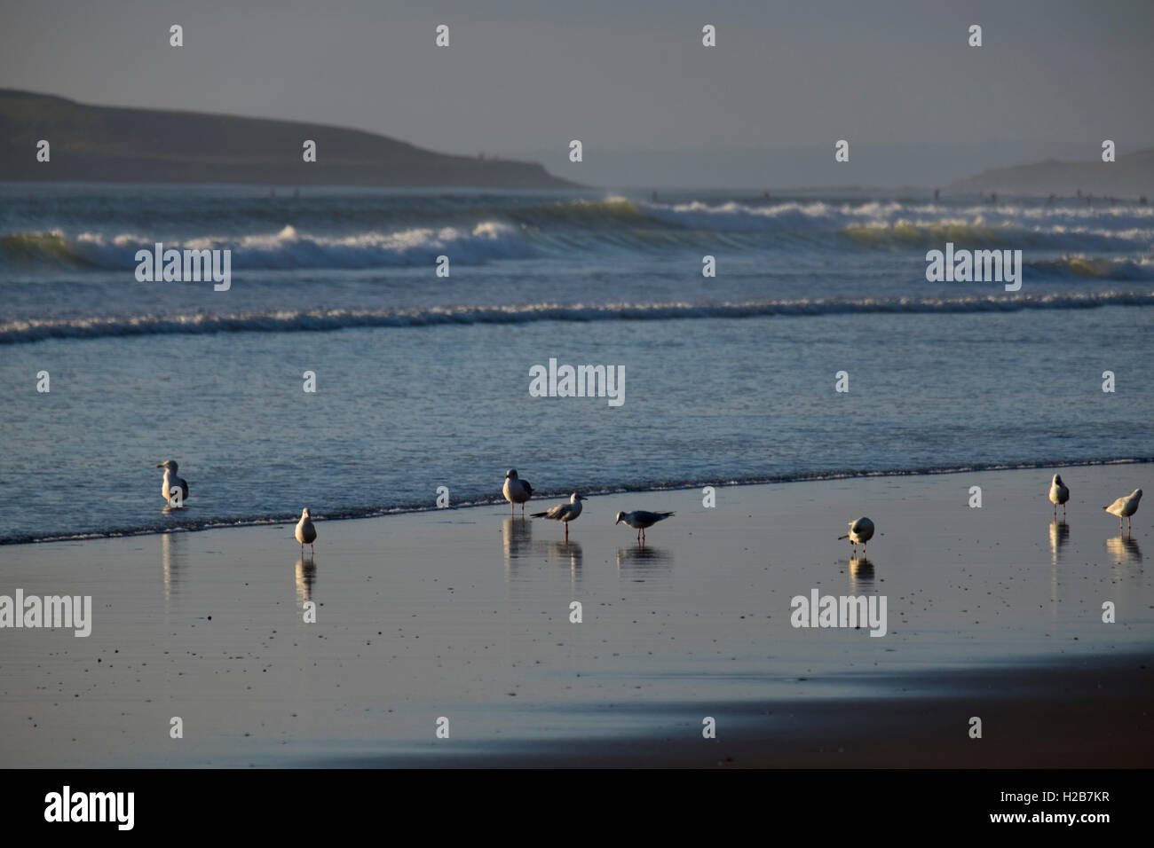 Gabbiani sulla spiaggia al tramonto, Rhossilli bay, Gower, South Wales, Regno Unito Foto Stock