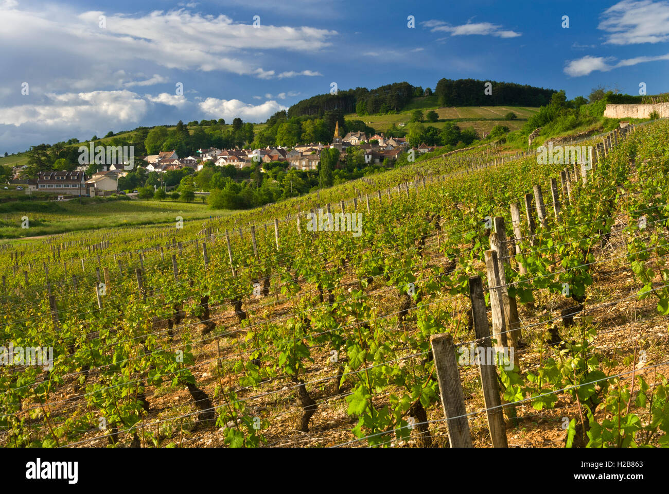 Villaggio Pernand-Vergelesses e vigneti, Cote d'Or, Borgogna, Francia. Cote de Beaune. Foto Stock