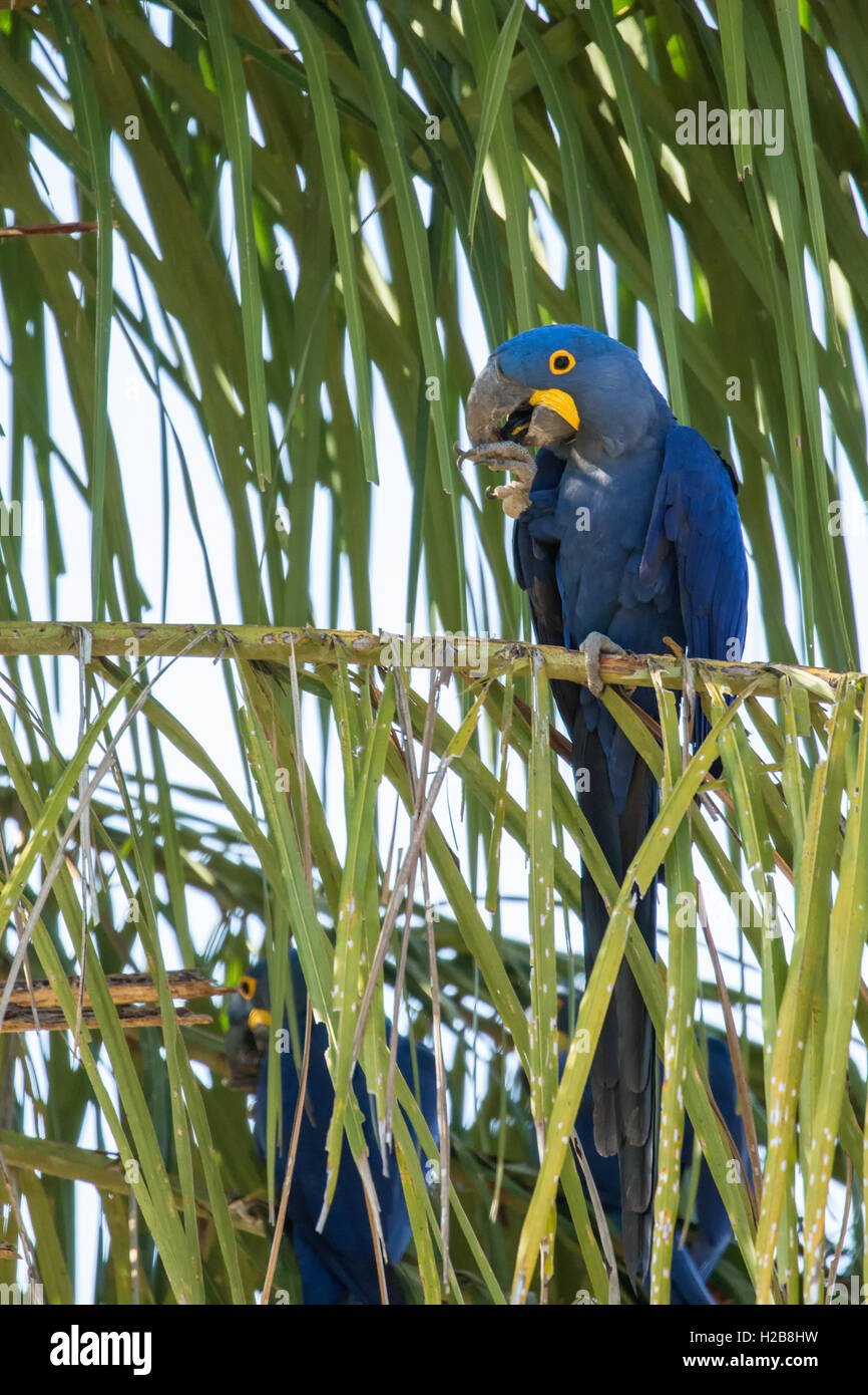 Ara Giacinto appollaiato in un albero di palma di mangiare un dado di Palm, nella regione di Pantanal, Mato Grosso, Brasile Foto Stock