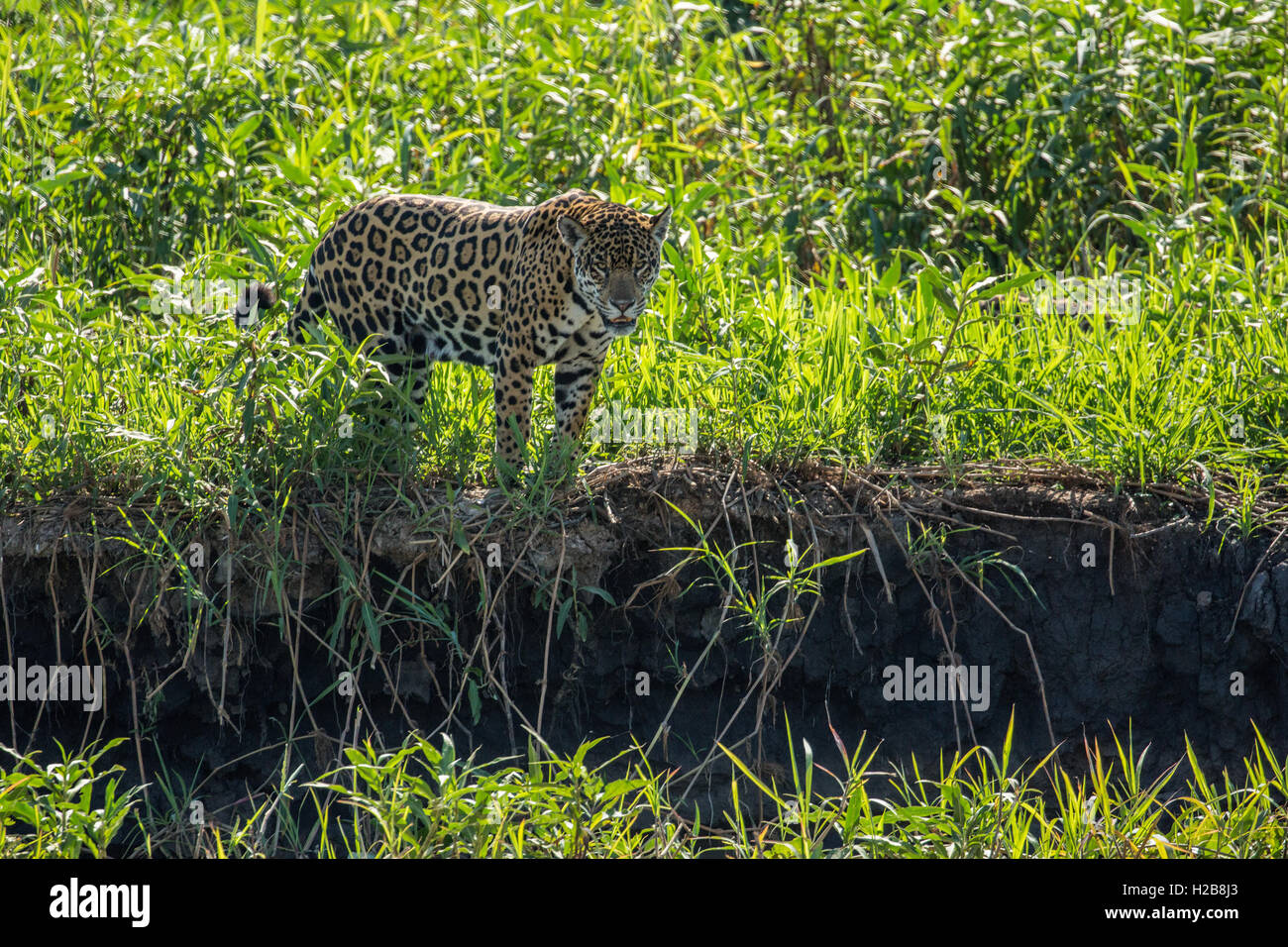 Jaguar femmina in procinto di salire lungo la riva del fiume per rinfrescarsi nel fiume, nella regione di Pantanal, Mato Grosso, Brasile Foto Stock