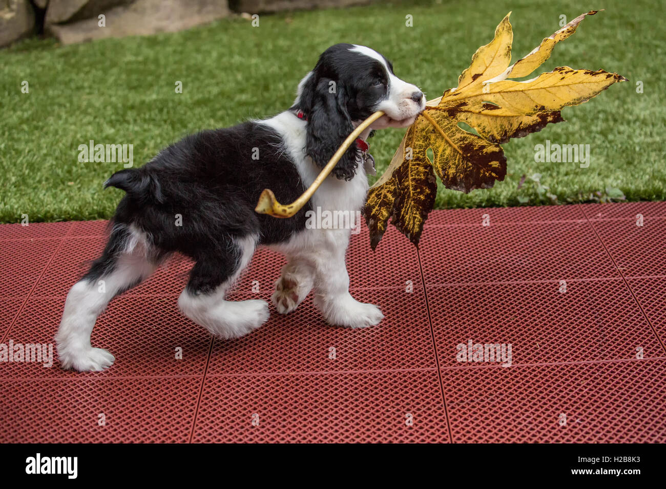 Di due mesi di età Springer Spaniel cucciolo, Tre, lottando per portare un grande grande foglia foglia di acero in Issaquah, Washington, Stati Uniti d'America Foto Stock