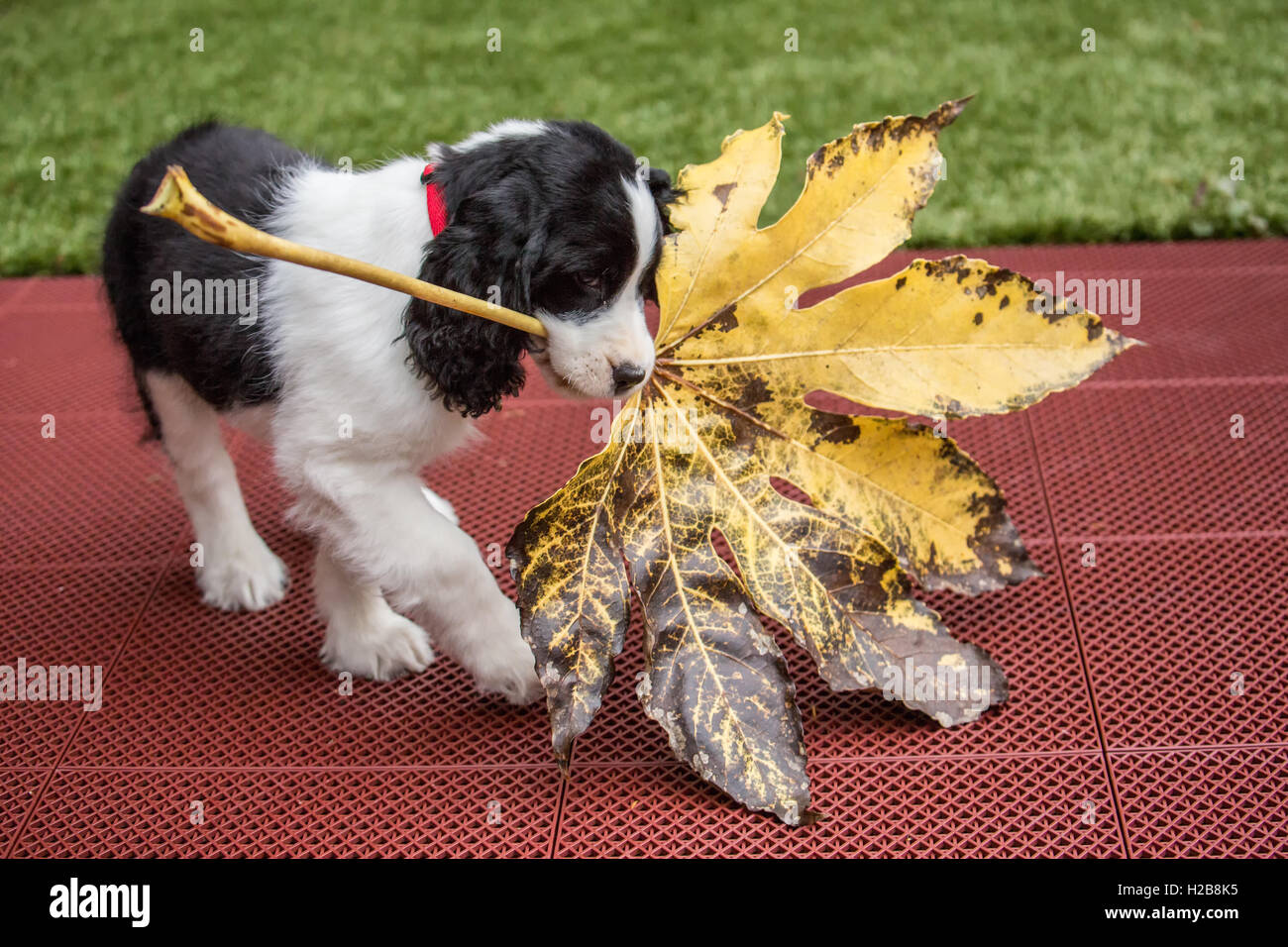 Di due mesi di età Springer Spaniel cucciolo, Tre, lottando per portare un grande grande foglia foglia di acero in Issaquah, Washington, Stati Uniti d'America Foto Stock