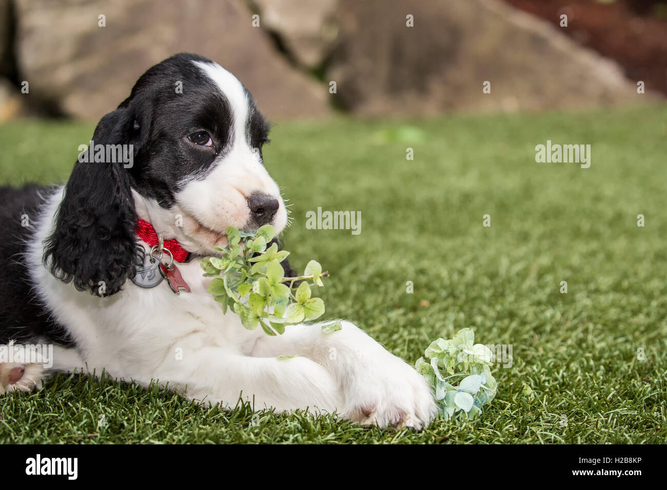 Di due mesi di età Springer Spaniel cucciolo, Tre, essendo naughty e mangiare un fiore di ortensie in Issaquah, Washington, Stati Uniti d'America Foto Stock