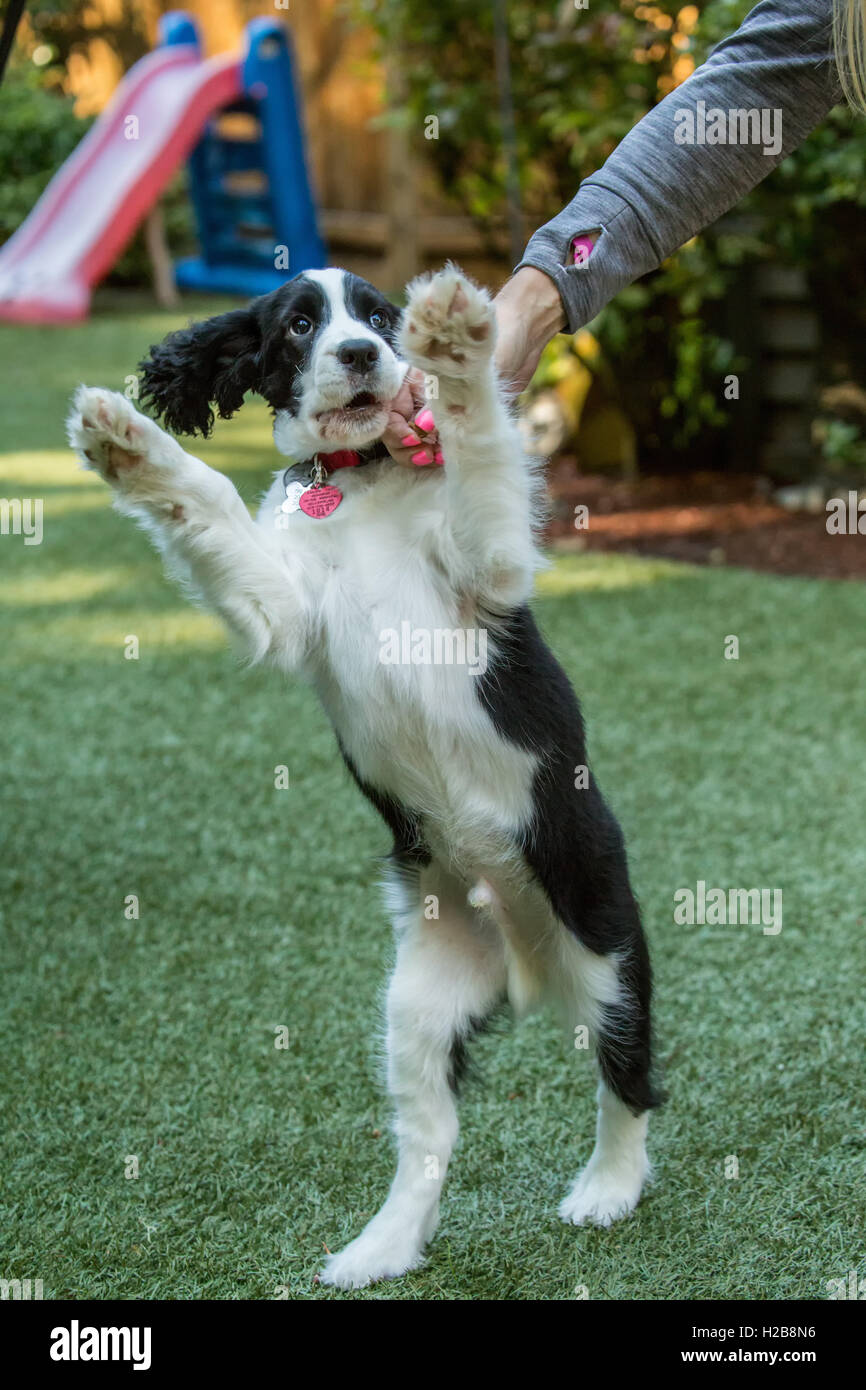 Di due mesi di età Springer Spaniel cucciolo, Tre, mendicando per un trattamento dal suo proprietario, in Issaquah, Washington, Stati Uniti d'America Foto Stock