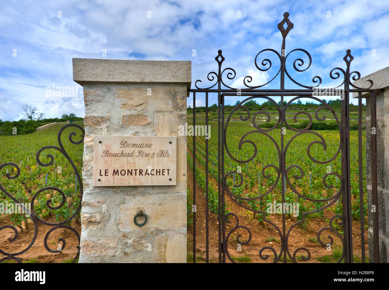 LE MONTRACHET tutto il vino bianco in Borgogna Grand Cru Le Montrachet vigna Domaine Bouchard pere & Fils Beaune, Côte d'Or, Francia Foto Stock